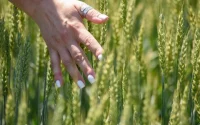 А ГМО есть? За что российские продукты полюбили в Китае