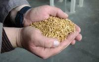 Из Алтайского края стали вывозить больше зерна, леса и саженцев за рубеж. Инфографика