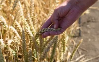 На все четыре стороны. Отгрузки продукции АПК из Алтайского края продолжают расти